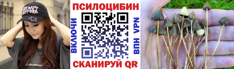 хочу Юрга Псилоцибиновые грибы Psilocybine cubensis